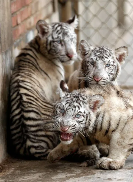 In this photo taken Thursday April 2, 2015, white tiger triplets play in a compound in Qingling Wildlife Park in Xi'an in northwest China's Shaanxi province. The triplets are making their first public appearance since their birth on Dec 21, 2014 by their mother Le Le. (Photo by AFP Photo/Stringer)