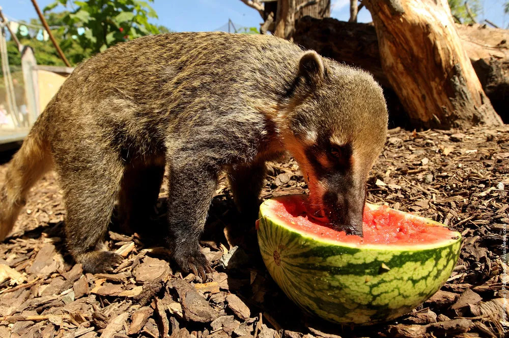 All Love Tasty Watermelons!