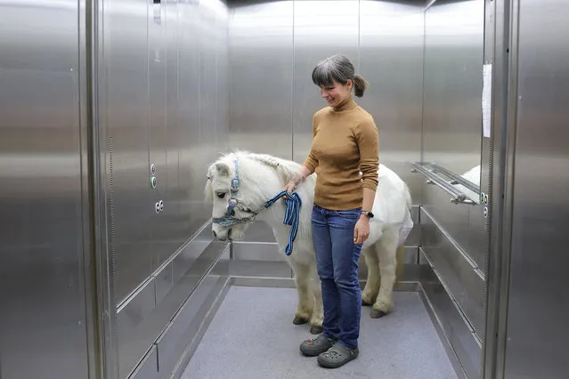 Volunteer Anastasia Kozyr and her pony Dietrich ride an elevator at the Savyolovsky unit of a multi-profile palliative care centre in Moscow, Russia on December 14, 2023. Kozyr and her 23-year-old pony Dietrich have been visiting hospices for over a year, bringing some relief and spreading a little joy to patients who are in palliative care. (Photo by Evgenia Novozhenina/Reuters)