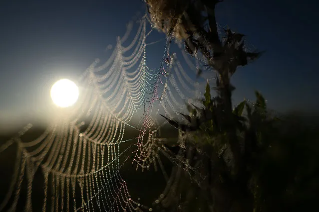 Detailed view of a spiders web at RSPB Exminster and Powderham Marshes on August 16, 2023 in Exeter, United Kingdom. (Photo by Harry Trump/Getty Images)