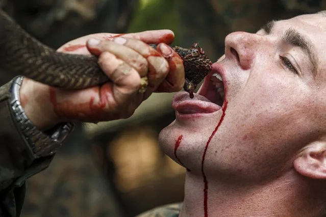 A U.S. Marine drinks the blood of a cobra during a jungle survival exercise with the Thai Navy as part of the “Cobra Gold 2014” joint military exercise, at a military base in Chanthaburi province February 13, 2014. About 13,000 soldiers from seven countries, Thailand, U.S., Singapore, Indonesia, Japan, South Korea and Malaysia are participating in the 11-day military exercise. (Photo by Athit Perawongmetha/Reuters)