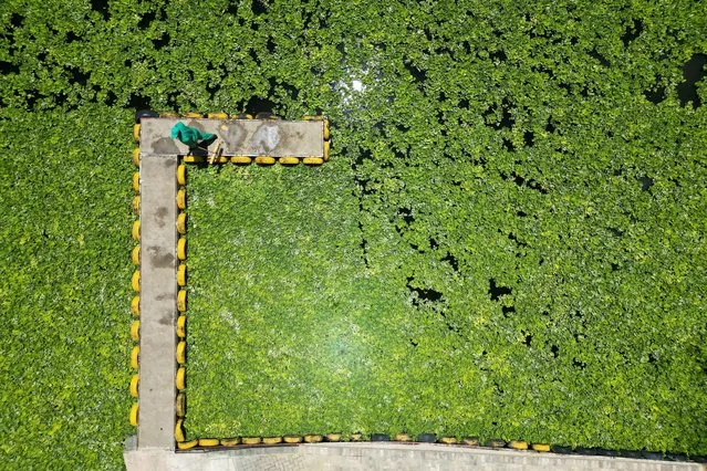 A drone view shows a “mat” of water lettuce covering the Vaal River and expanding quickly, impairing the water's quality by blocking the air-water interface and sharply lowering oxygen levels at the Luciana Country Estate, Parys, South Africa, on February 16, 2024. (Photo by Shiraaz Mohamed/Reuters)