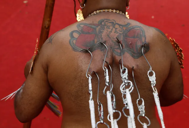 A devotee pulls a chariot with hooks pierced into his back during the Hindu festival of Thaipusam in Singapore February 9, 2017. (Photo by Edgar Su/Reuters)