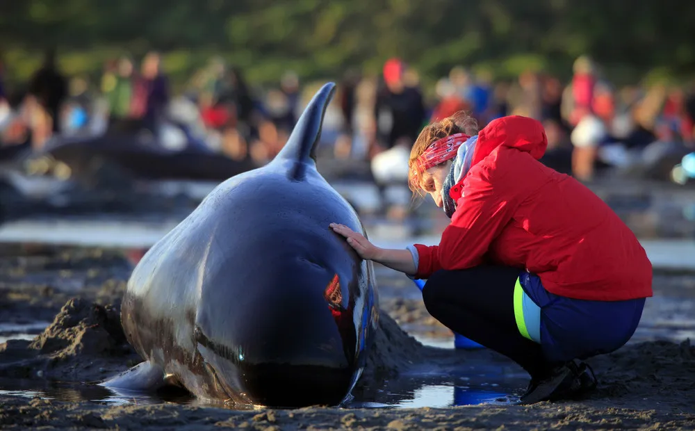 New Zealand Rescuers Refloat 100 Stranded Whales
