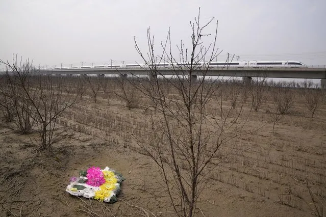 A high speed train moves past rows of dead peach trees killed by recent flood waters in Huangtugang village in central China's Henan province on Saturday, October 23, 2021. The flooding disaster in July is the worst that older farmers can remember in 40 years – but it is also a preview of the kind of extreme conditions the country is likely to face as the planet warms up, and weather patterns farmers depend upon are increasingly destabilized. (Photo by Ng Han Guan/AP Photo)