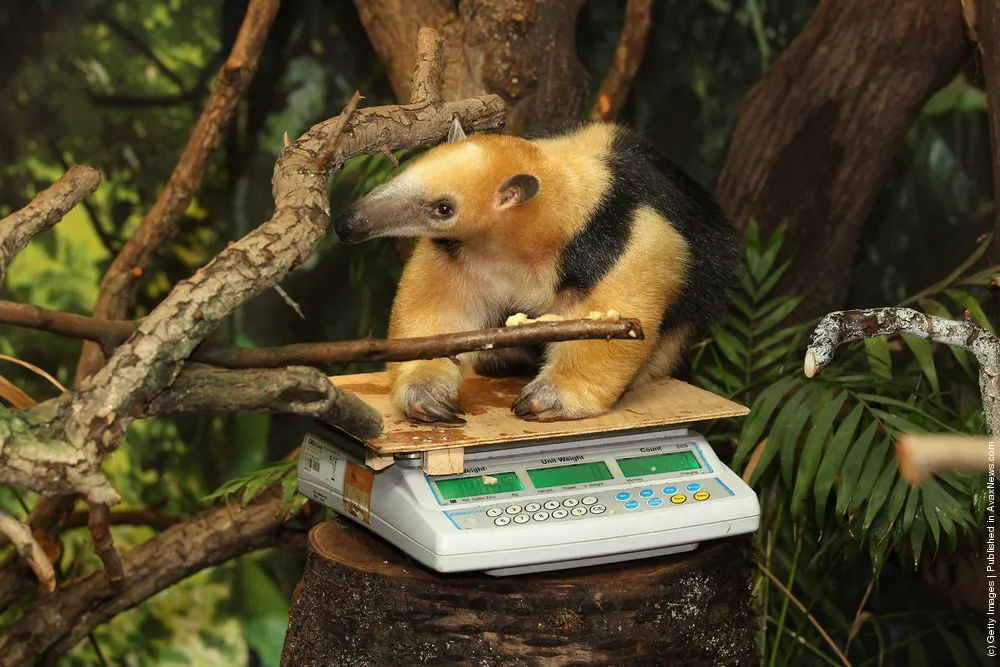 The Annual Weigh In For Animals At London Zoo