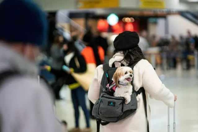 A passenger walks with her dog though the terminal at Newark Liberty International Airport in Newark, New Jersey, U.S., November 24, 2021. (Photo by Eduardo Munoz/Reuters)