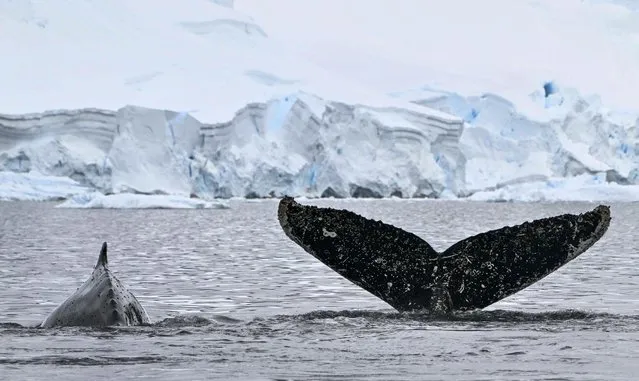 View of the tail of a Humpback whale at the Gerlache Strait, which separates the Palmer Archipelago from the Antarctic Peninsula, in Antarctica on January 19, 2024. A team of scientists have been working since 2014 on the elaboration of a catalog based on the visual analysis of cetacean tails, both in the confines of the continent and in the Colombian Pacific. (Photo by Juan Barreto/AFP Photo)