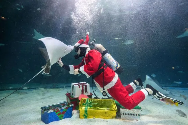 A diver dressed as Santa Claus performs during a Christmas-themed underwater show at the COEX aquarium in Seoul on December 3, 2021. (Photo by Anthony Wallace/AFP Photo)