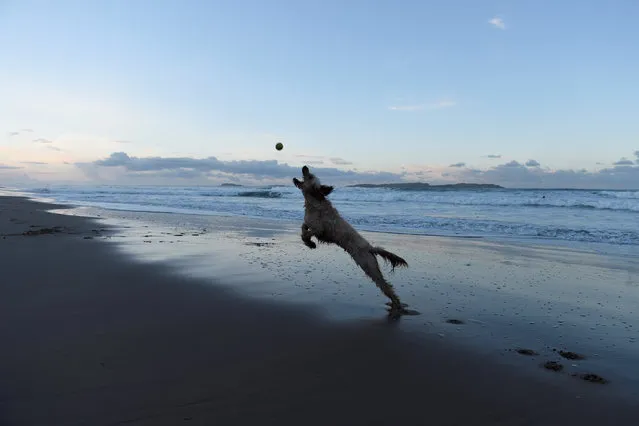 A dog catches a ball on Whiterocks beach at sunset in Portrush, Northern Ireland February 27, 2017. (Photo by Clodagh Kilcoyne/Reuters)
