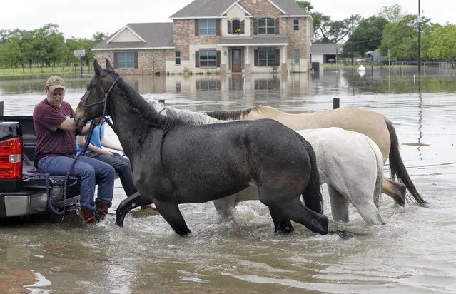 Richard Lopez and Allie Hairford-Siemens hold the reins of three horses as they lead them from the back of truck through flood water along Cypress Rosehill Rd. in Cypress, Texas, Monday, April 18, 2016. The three horses were last removed from stalls at Cypress Equestrian Center. They are working on what to do with the more than 30 horses in a pasture. (Photo by Melissa Phillip/Houston Chronicle via AP Photo)
