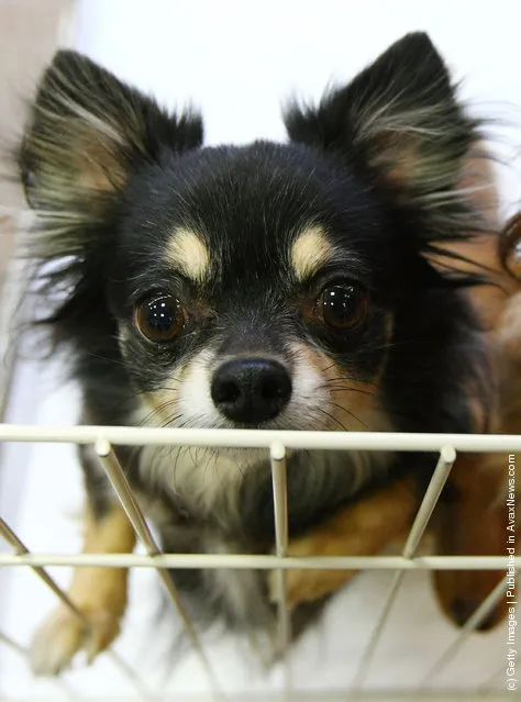 Rent-A-Dog In Japan