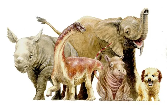 An artist's illustration showing the size comparisons of a newborn dinosaur called Rapetosaurus (2nd from L) that lived on the island of Madagascar to some large-bodied mammalian newborns such as a baby black rhino, African elephant, hippo and dog. Scientists April 21, 2016 announced the discovery of fossils of a baby Rapetosaurus the size of a big dog that apparentlystarved to death during a drought several weeks after hatching from its soccer-ball-sized egg. (Photo by D.Vital/Reuters)