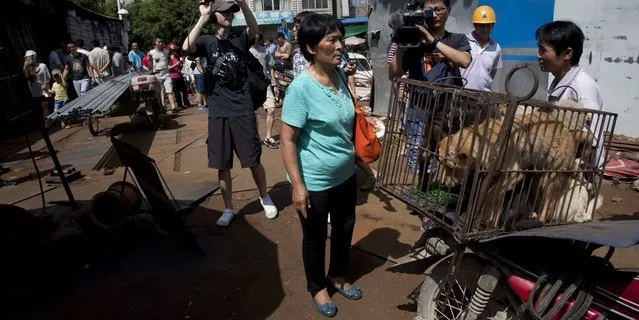 Yang Xiaoyun Saved 100 Dogs From Meat Festival