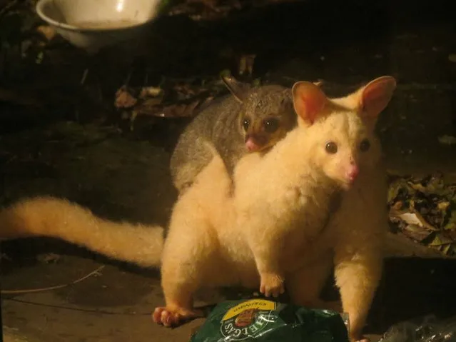 Golden Brushtail Possum