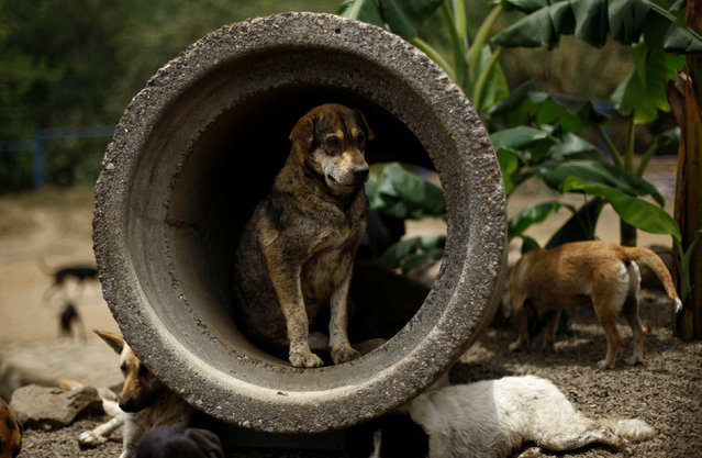 A stray dog is seen at Territorio de Zaguates or “Land of the Strays” dog sanctuary in Carrizal de Alajuela, Costa Rica, April 20, 2016. (Photo by Juan Carlos Ulate/Reuters)