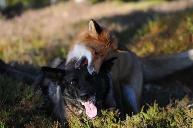 Life Fox And Hound