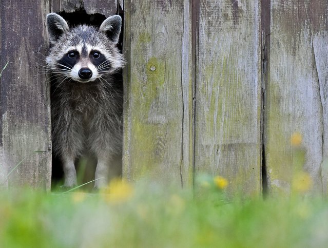 An image made available 12 May 2014 showing a raccoon (Procyon lotor) looking through an opening in a barn in Sieversdorf, Germany, 11 May 2014. The animal has been straying through the village for several days. (Photo by Patrick Pleul/EPA)