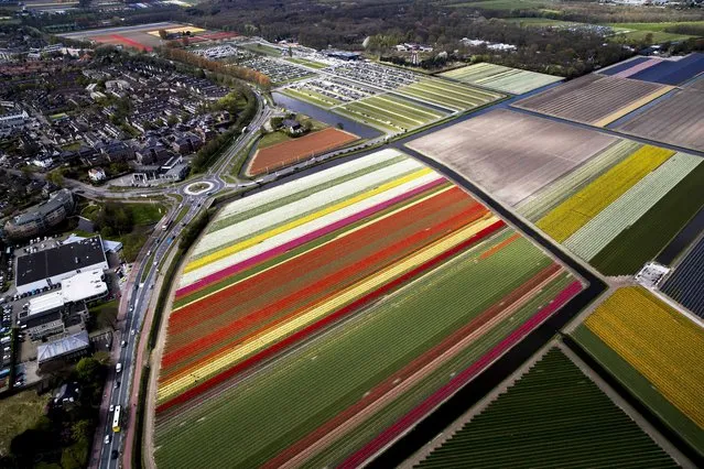 An aerial view on tulip fields of the Keukenhof in full bloom, in Lisse, the Netherlands, 19 April 2017. (Photo by Jerry Lampen/EPA)