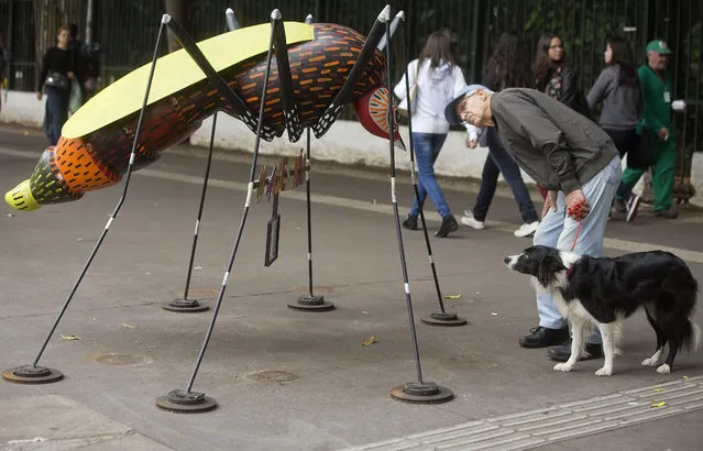 A man walking his dog, stops to examine an Aedes aegypti mosquito sculpture created by street artist Andre Farkas, on a Paulista Ave. sidewalk, in Sao Paulo, Brazil, Friday, May 27, 2016. According to Farkas, the sculpture is intended to bring awareness to the spread of the Zika virus in Brazil. (Photo by Andre Penner/AP Photo)