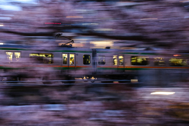 This picture taken on April 5, 2022 shows a train travelling along a bridge past cherry blossoms in Tokyo's Shinagawa district. (Photo by Philip Fong/AFP Photo)