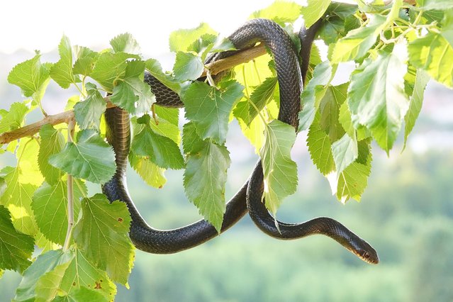 A two-meter-long black snake seen climbing a tree in Diyarbakir on July 10, 2024. Due to climate change and the fact that the air temperature has increased by 5 degrees from the seasonal normal, snakes have increased, especially in the eastern and southern cities of Turkey. Veterinarian Siyar Baran, who lives in the city of Diyarbakir and monitors snakes, stated that the 2-3 meter long black snakes, which are widely seen, are non-venomous and have many benefits to nature, and called for them not to be killed. (Photo by Mehmet Masum Suer/SOPA Images/Rex Features/Shutterstock)