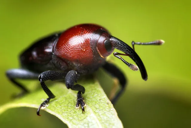 Small Black and Red Weevil (Madarellus undulatus)