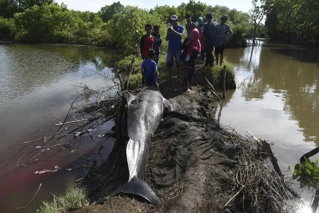 Residents take pictures of dead whale stranded on the coast of Pesisir beach in Probolinggo, Indonesia, June 16, 2016. (Photo by abur Karuru/Reuters/Antara Foto)
