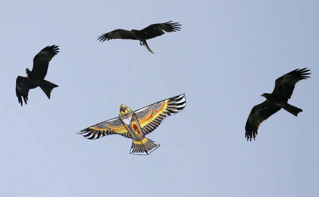 Eagles fly around an eagle-shaped kite at the international kite festival in the western Indian city of Ahmedabad January 10, 2012. (Photo by Amit Dave/Reuters)