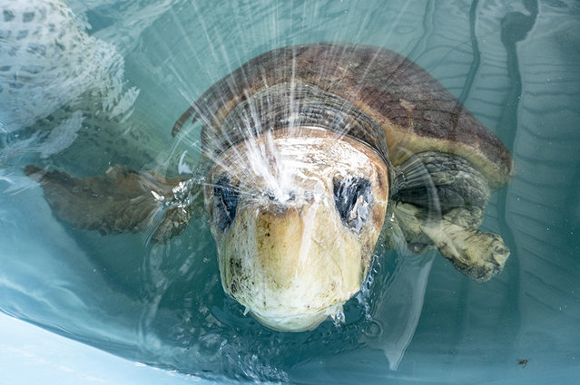 A female loggerhead turtle clears her nostrils after surfacing for air in her treatment tank on May 28, 2022 after she was brought to Miami Zoo’s new Sea Turtle Hospital in Miami. The turtle was rescued from the Port St. Lucie Power Plant after a shark attack left its left fin with exposed bone. (Photo by Ron Magill/Zoo Miami via AP Photo)