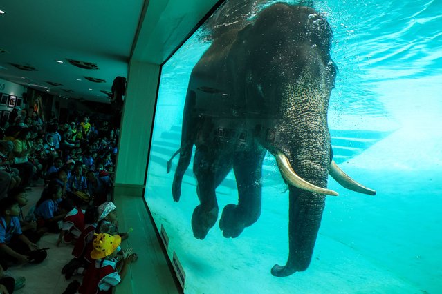 People take pictures while an elephant swims at Khao Kheow Open Zoo in Chonburi, Thailand, on September 16, 2024. (Photo by Athit Perawongmetha/Reuters)