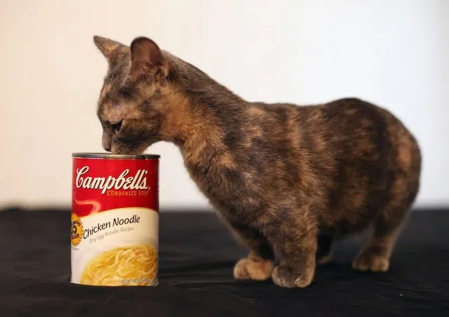 World’s Shortest Cat