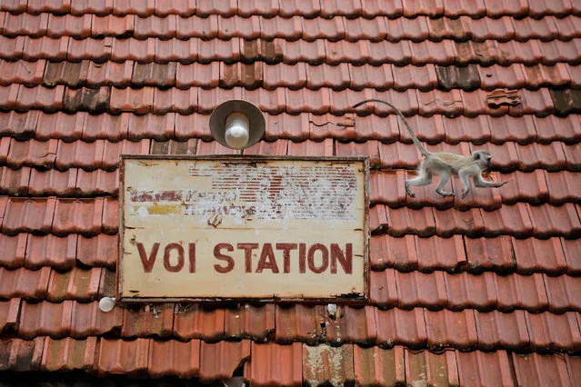 A monkey runs along the roof of the decommissioned Voi train station in Voi, Kenya, November 13, 2019. (Photo by Baz Ratner/Reuters)