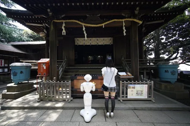 Tomomi Ota offers prayers at a local shrine with her humanoid robot Pepper in Tokyo, Japan, 26 June 2016. (Photo by Franck Robichon/EPA)