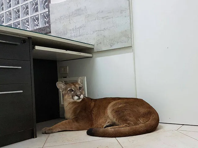 Handout picture released on August 14, 2017 by Sao Paulo state fire department showing a puma at an office building in Itapecerica da Serra, Sao Paulo state, Brazil on August 14, 2017. A business in Itapecerica da Serra, a small town near Brazil' s biggest city Sao Paulo, called in the local fire service after the discovery of a dark brown puma on the floor. “We believe the puma came out of its habitat because of constant wildfires”, the Sao Paulo state fire department said on Facebook. After being rescued, the puma was delivered to a non- governmental organization specializing in wild animals. (Photo by AFP Photo/São Paulo State Fire Department)