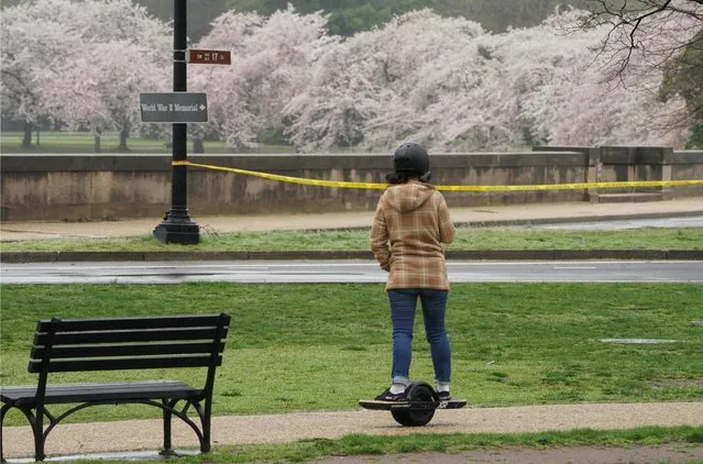 From behind a yellow police cordon, a woman on a one-wheel skateboard views cherry blossoms after authorities closed down the tourist area to help stem coronavirus transmission in Washington, U.S., March 23, 2020. (Photo by Kevin Lamarque/Reuters)