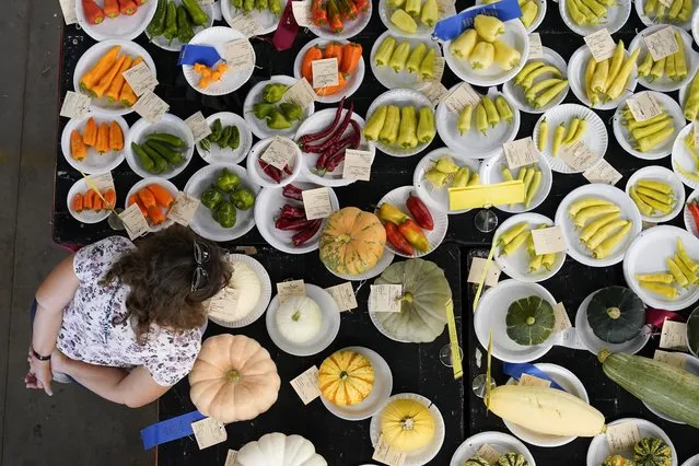 A fairgoer looks over prize-winning produce on display at the Iowa State Fair, Thursday, August 18, 2022, in Des Moines, Iowa. (Photo by Charlie Neibergall/AP Photo)