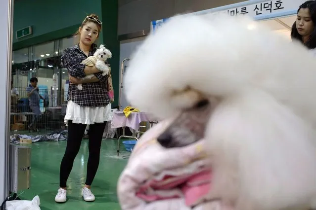 In a photo taken on August 30, 2014 a dog owner stands with her pet before a competition poodle at a dog show in Seoul. (Photo by Ed Jones/AFP Photo)