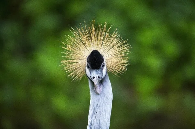 A grey crowned crane looks at visitors from its enclosure at the Olmense Zoo in Olmen, Belgium, September 2, 2015. (Photo by Yves Herman/Reuters)