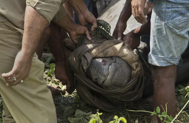 Indian forest officials and wildlife conservationists catch a baby Rhino that strayed into an adjacent village following floods at the Kaziranga National Park, east of Gauhati, northeastern Assam state, India, Thursday, July 28, 2016. (Photo by Anupam Nath/AP Photo)