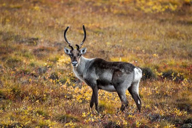 A caribou crosses the Arctic tundra along the Dalton Highway near Sagwon, Alaska, USA, 04 September 2017. Stretching 414 miles (666 kilometers) north from central Alaska to Prudhoe Bay, the Dalton Highway is one of America's northernmost roads and arguably its most remote. Built as a supply road for the Trans-Alaska Pipeline, the Dalton was opened to public use in 1981. Largely gravel and littered with potholes, a round-trip drive takes four days. Though it still offers few facilities and no radio, cell service, or internet the Haul Road, as it is often called, rewards its rare visitors with spectacular Arctic scenery. (Photo by Jim Lo Scalzo/EPA/EFE)