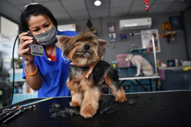 A pet groomer wears a face mask as she tends to a dog in Bangkok on May 3, 2020, after the business was reopened as the Thai government eased measures aimed at combating the spread of the COVID-19 novel coronavirus. Thailand began easing restrictions related to the COVID-19 novel coronavirus on May 3 by allowing various businesses to reopen, but warned that the stricter measures would be re-imposed should cases increase again. (Photo by Lillian Suwanrumpha/AFP Photo)