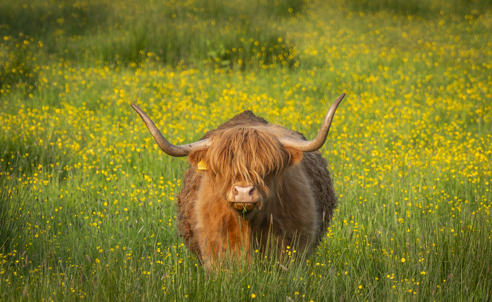 Some Photos: In Flowers