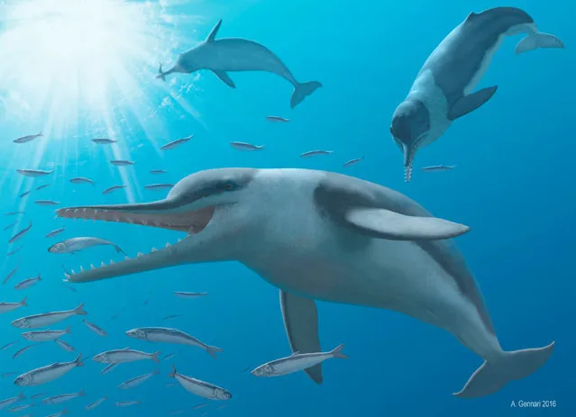 A newly identified prehistoric dolphin called Echovenator sandersi is seen in an undated illustration released August 4, 2016. Echovenator sandersi thrived in shallow, warm seas about 27 million years ago. (Photo by A. Gennari/Reuters)