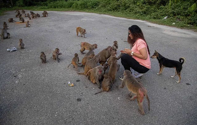 Social activist Ashma Begum feeds monkeys near a Hindu temple during nationwide lockdown in Gauhati, India, Saturday, May 9, 2020. Begum started the initiative of feeding the animals in this area since devotees, who used to feed the animals, stopped visiting the temple after the lockdown. Locking down the country's 1.3 billion people has slowed down the spread of the  virus, but has come at the enormous cost of upending lives and millions of lost jobs. (Photo by Anupam Nath/AP Photo)