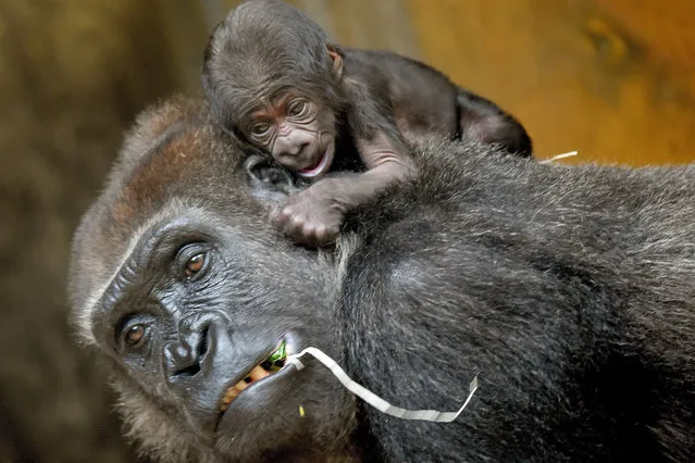 A yet to be named baby gorilla sits on top of its mother Zazie at the adventure zoo in Hanover, Germany, 07 September 2015. The male baby gorilla was born on 04 September and weighs about 2,000 grams. (Photo by Holger Hollemann/EPA)