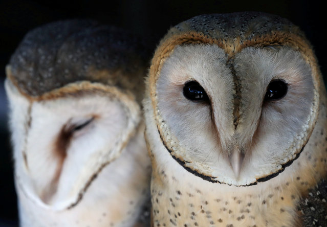 A pair of barn owls looks on at a rehabilitation and conservation centre at the Spier wine estate near Cape Town, South Africa on October 22, 2017. (Photo by Mike Hutchings/Reuters)