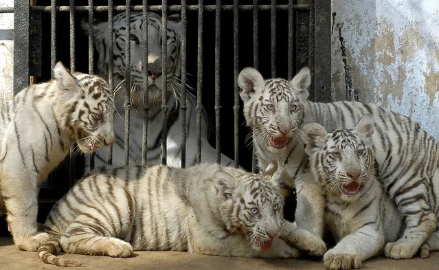 White tigers sit inside their enclosure in a zoological park in Hyderabad January 12, 2007. (Photo by Krishnendu Halder/Reuters)