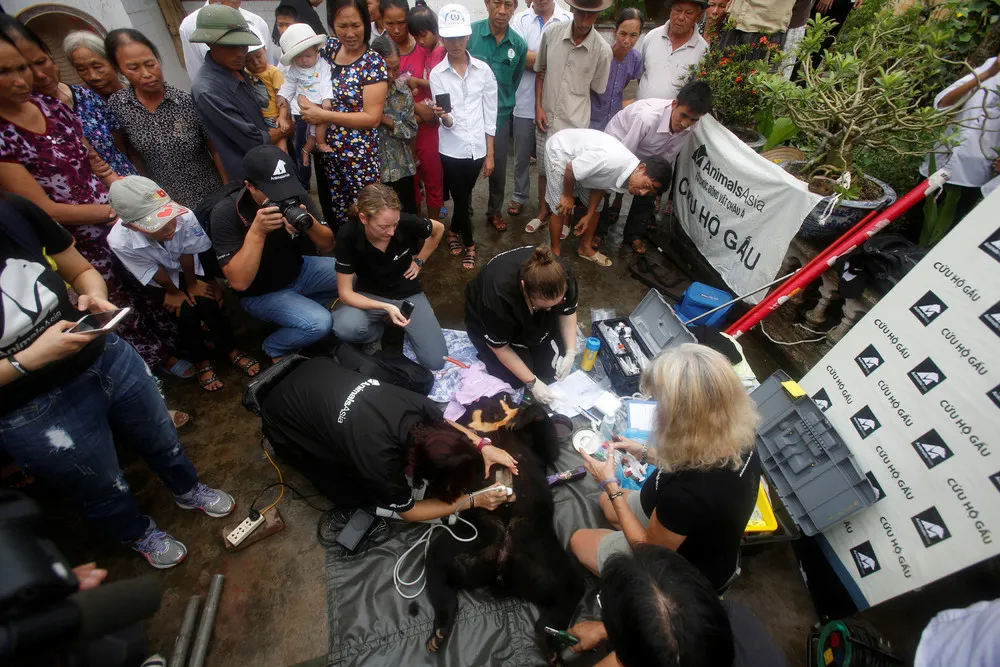 Young Sun Bear Rescued in Northern Vietnam