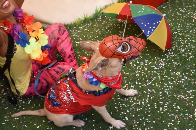 A dog wearing a costume attends the “Blocao” dog carnival parade, during pre-carnival festivities in Rio de Janeiro, Brazil, on February 23, 2025. (Photo by Tita Barros/Reuters)